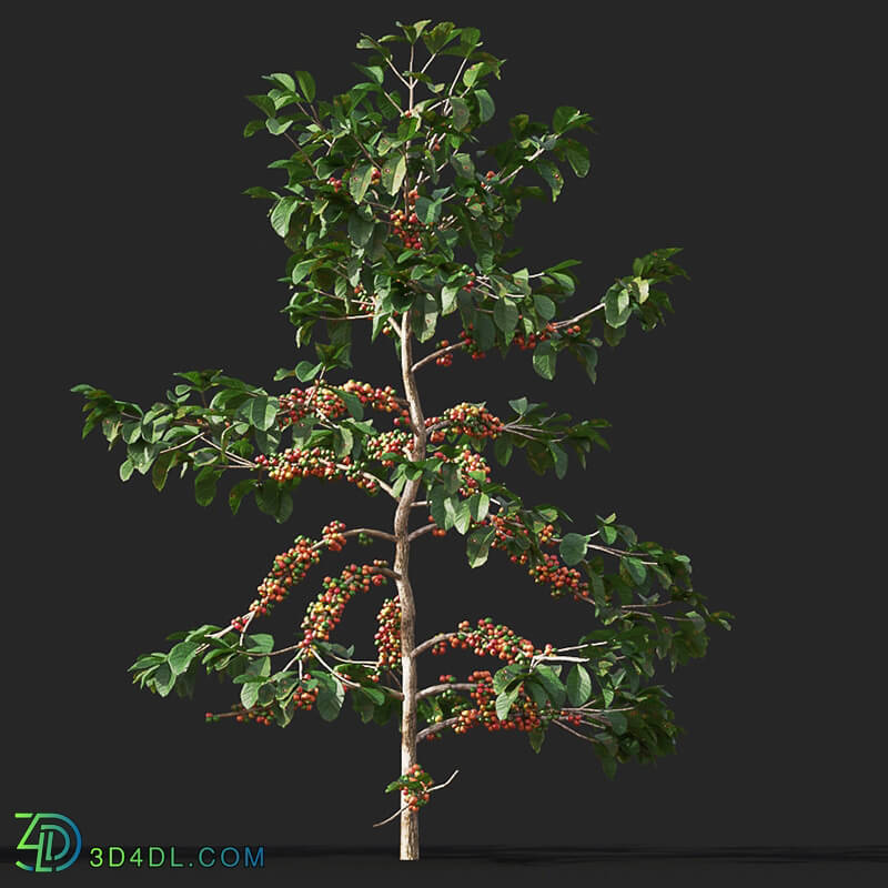 Maxtree-Plants Vol38 Coffea arabica 01 05