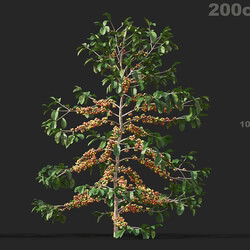Maxtree-Plants Vol38 Coffea arabica 01 06 
