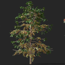 Maxtree-Plants Vol38 Coffea arabica 01 07 