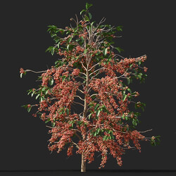 Maxtree-Plants Vol38 Coffea arabica 01 08 