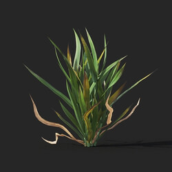 Maxtree-Plants Vol38 Hordeum 01 01 