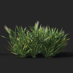 Maxtree-Plants Vol38 Hordeum 01 02 