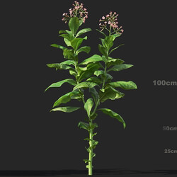 Maxtree-Plants Vol38 Nicotiana tabacum 01 06 