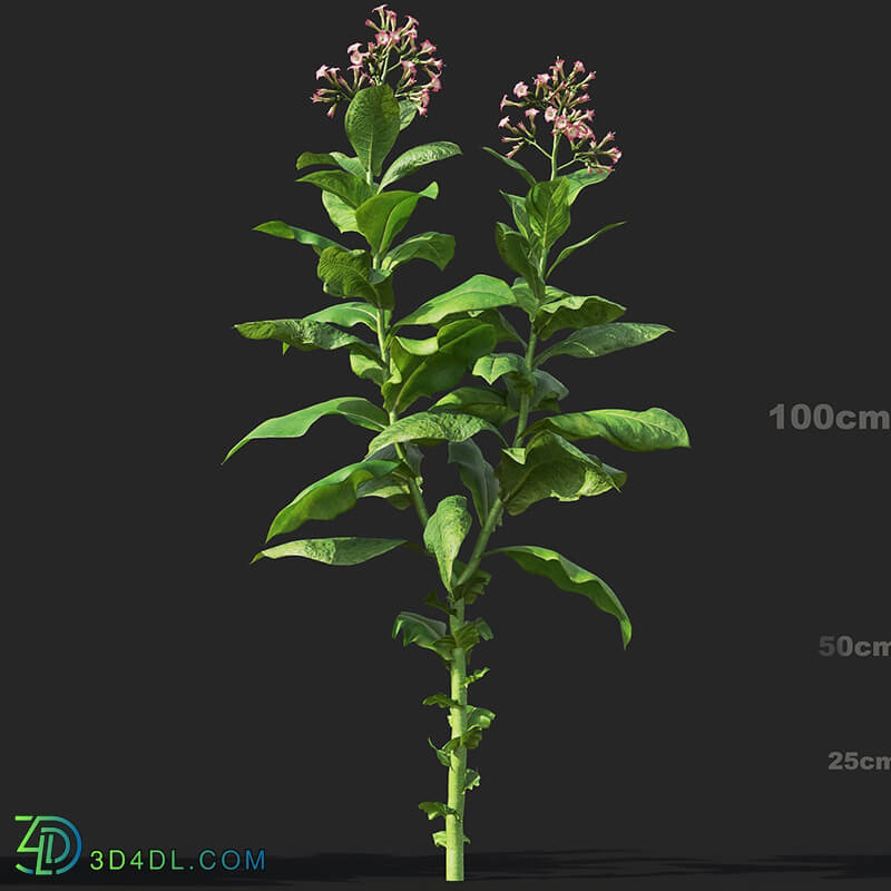 Maxtree-Plants Vol38 Nicotiana tabacum 01 06