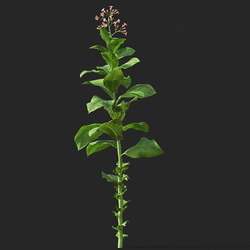 Maxtree-Plants Vol38 Nicotiana tabacum 01 07 