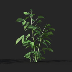Maxtree-Plants Vol38 Rubus idaeus 01 02 