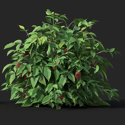 Maxtree-Plants Vol38 Rubus idaeus 01 03 