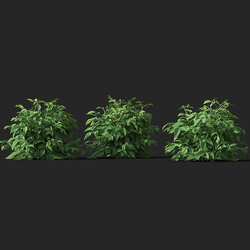 Maxtree-Plants Vol38 Rubus idaeus 01 04 