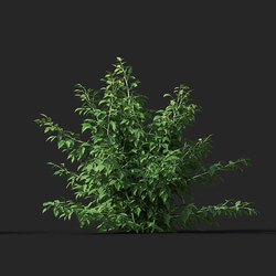 Maxtree-Plants Vol38 Rubus idaeus 01 05 