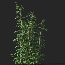 Maxtree-Plants Vol38 Rubus idaeus 01 07 