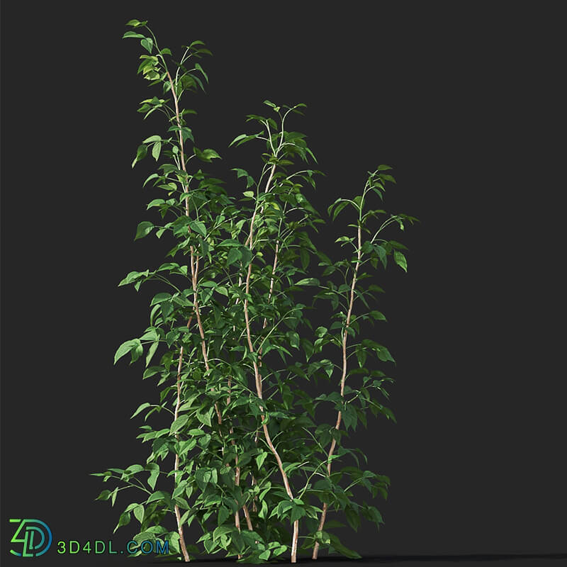 Maxtree-Plants Vol38 Rubus idaeus 01 07
