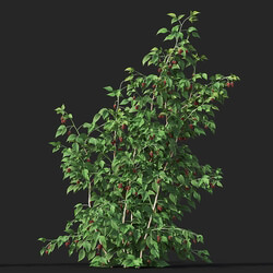 Maxtree-Plants Vol38 Rubus idaeus 01 08 