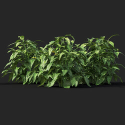 Maxtree-Plants Vol38 Solanum lycopersicum 01 02 