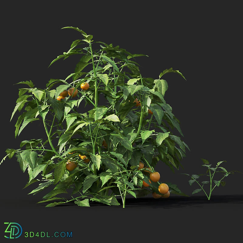 Maxtree-Plants Vol38 Solanum lycopersicum 01 04