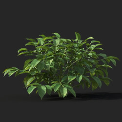 Maxtree-Plants Vol38 Solanum tuberosum 01 01 