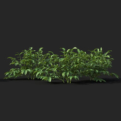 Maxtree-Plants Vol38 Solanum tuberosum 01 02 