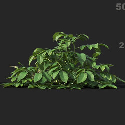 Maxtree-Plants Vol38 Solanum tuberosum 01 03 