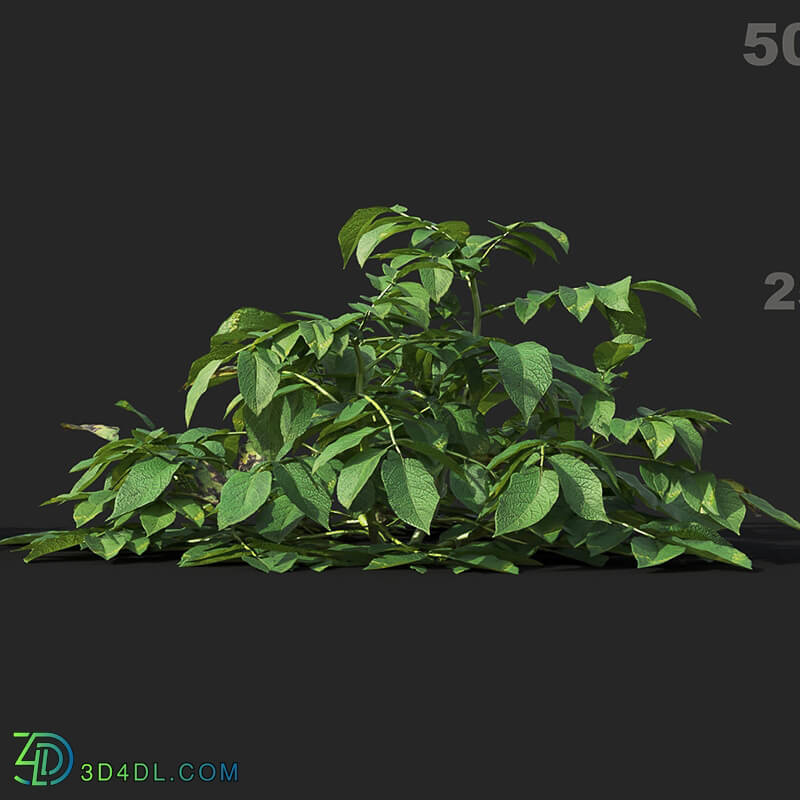 Maxtree-Plants Vol38 Solanum tuberosum 01 03
