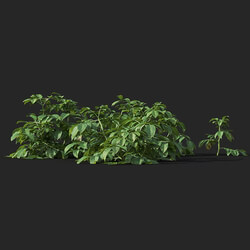 Maxtree-Plants Vol38 Solanum tuberosum 01 04 