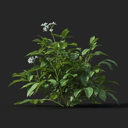 Maxtree-Plants Vol38 Solanum tuberosum 01 07 
