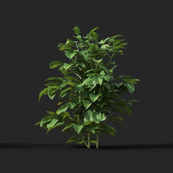 Maxtree-Plants Vol38 Solanum tuberosum 01 08 