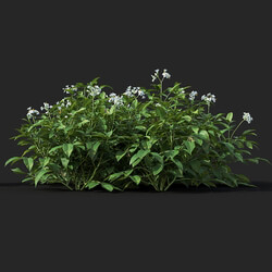 Maxtree-Plants Vol38 Solanum tuberosum 01 09 