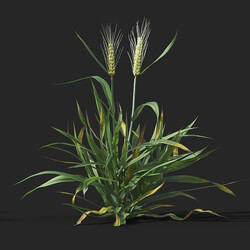 Maxtree-Plants Vol38 Triticum 01 02 