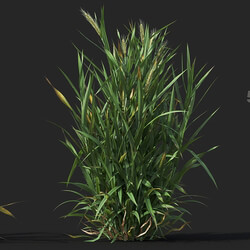 Maxtree-Plants Vol38 Triticum 01 03 