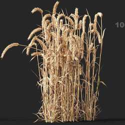 Maxtree-Plants Vol38 Triticum 01 09 