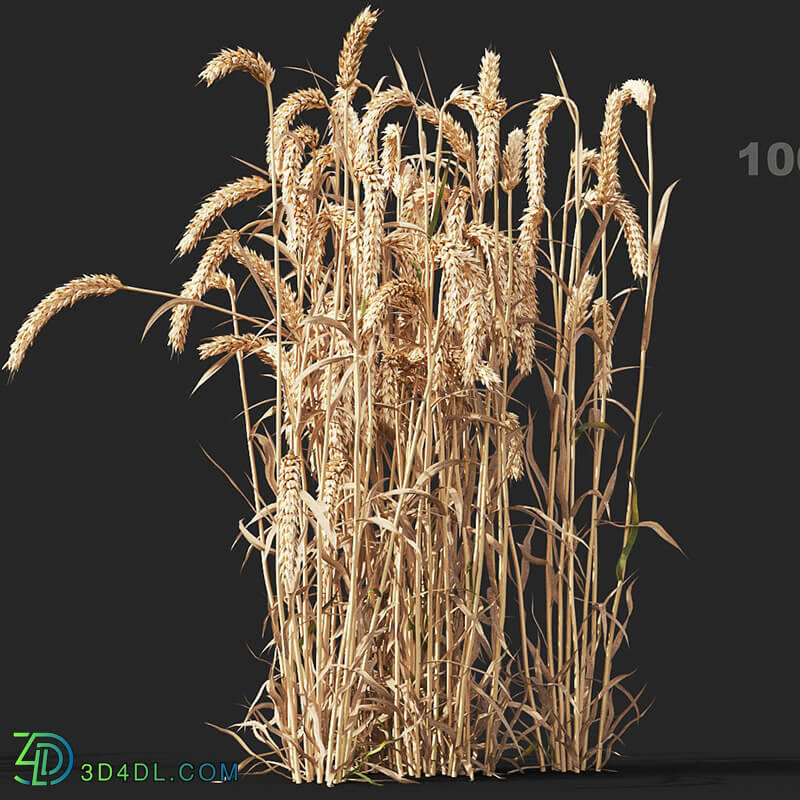 Maxtree-Plants Vol38 Triticum 01 09