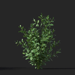Maxtree-Plants Vol38 Vaccinium 01 02 