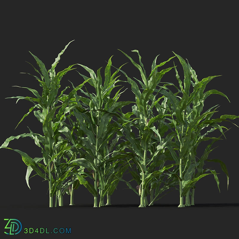 Maxtree-Plants Vol38 Zea mays 01 04