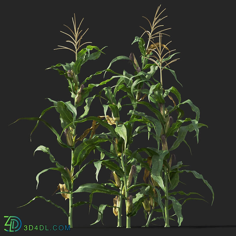 Maxtree-Plants Vol38 Zea mays 01 07