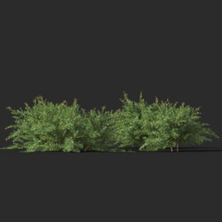 Maxtree-Plants Vol44 Baeckea virgata 01 01 