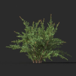 Maxtree-Plants Vol44 Baeckea virgata 01 04 