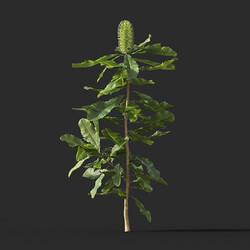Maxtree-Plants Vol44 Banksia robur 01 01 