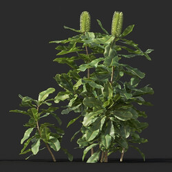 Maxtree-Plants Vol44 Banksia robur 01 02 