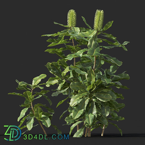 Maxtree-Plants Vol44 Banksia robur 01 02
