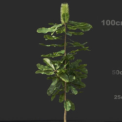 Maxtree-Plants Vol44 Banksia robur 01 03 