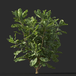 Maxtree-Plants Vol44 Banksia robur 01 04 
