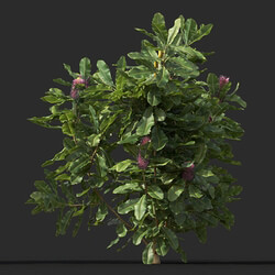 Maxtree-Plants Vol44 Banksia robur 01 05 