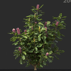 Maxtree-Plants Vol44 Banksia robur 01 06 