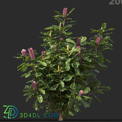 Maxtree-Plants Vol44 Banksia robur 01 06