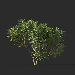 Maxtree-Plants Vol44 Banksia robur 01 07 