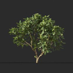 Maxtree-Plants Vol44 Banksia robur 01 08 