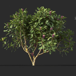 Maxtree-Plants Vol44 Banksia robur 01 09 