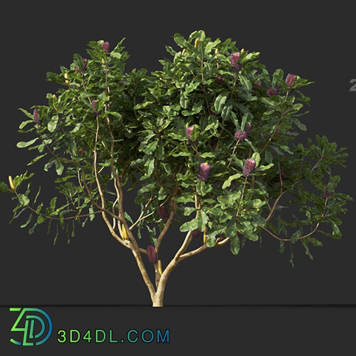 Maxtree-Plants Vol44 Banksia robur 01 09