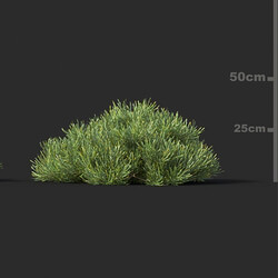 Maxtree-Plants Vol44 Banksia spinulosa 01 03 