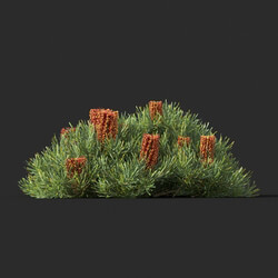 Maxtree-Plants Vol44 Banksia spinulosa 01 04 