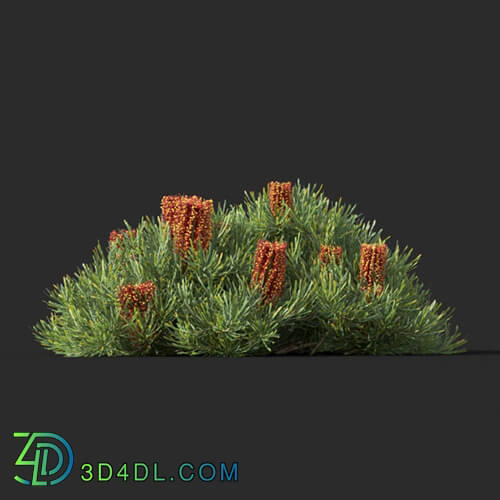 Maxtree-Plants Vol44 Banksia spinulosa 01 04